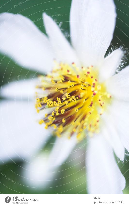 linden Lime tree Blossom Yellow Depth of field Macro (Extreme close-up)