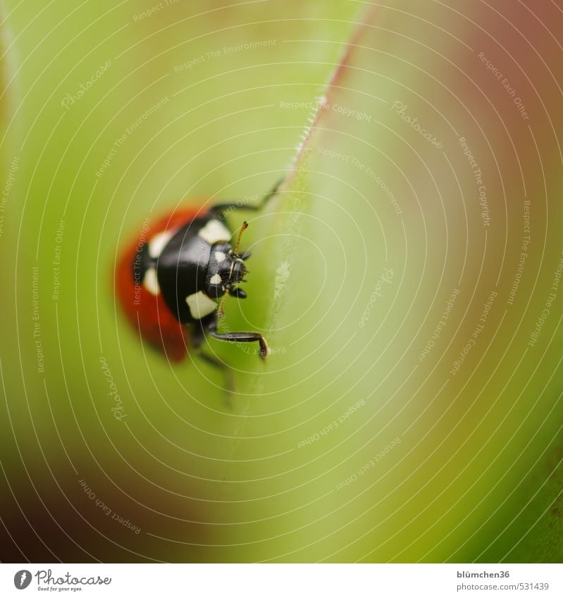 Happy Birthday sally2001! Animal Wild animal Beetle Animal face Seven-spot ladybird Ladybird Insect Crawl Walking Sit Small Natural Round Green Red Black