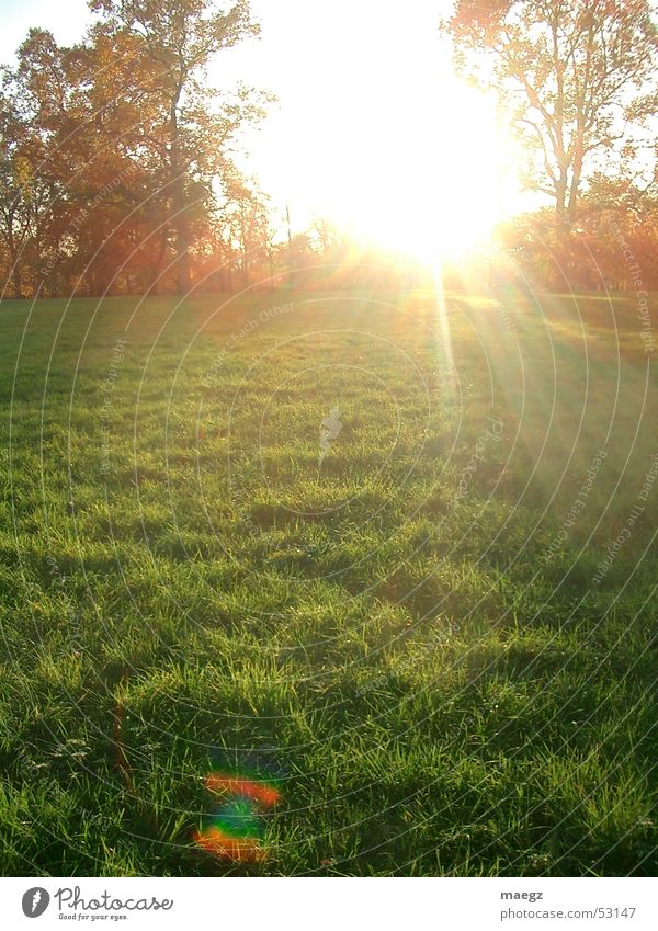 Shiny Autumn Grass Park Air Dazzle Light Physics Tree ago Sun Orange Nature Warmth Exterior shot