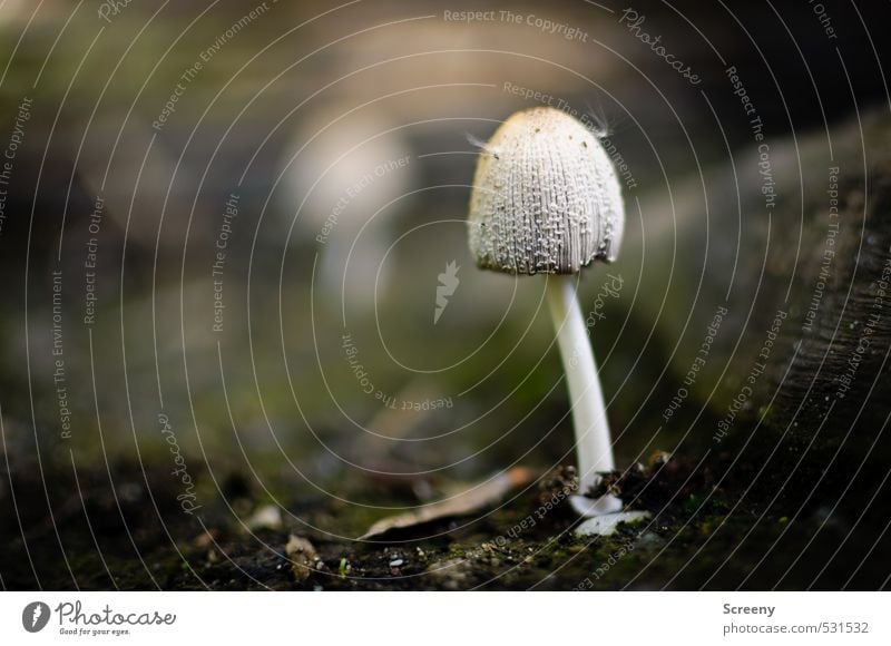 Hat with feathers Nature Plant Earth Autumn Moss Wild plant Mushroom Forest Happy Bravery Power Protection Serene Patient Calm Colour photo Exterior shot