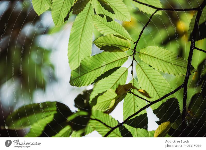 Green leaves of tree sunny nature green foliage forest fresh plant branch organic beautiful flora daytime bright park garden botany light ornament pattern sprig