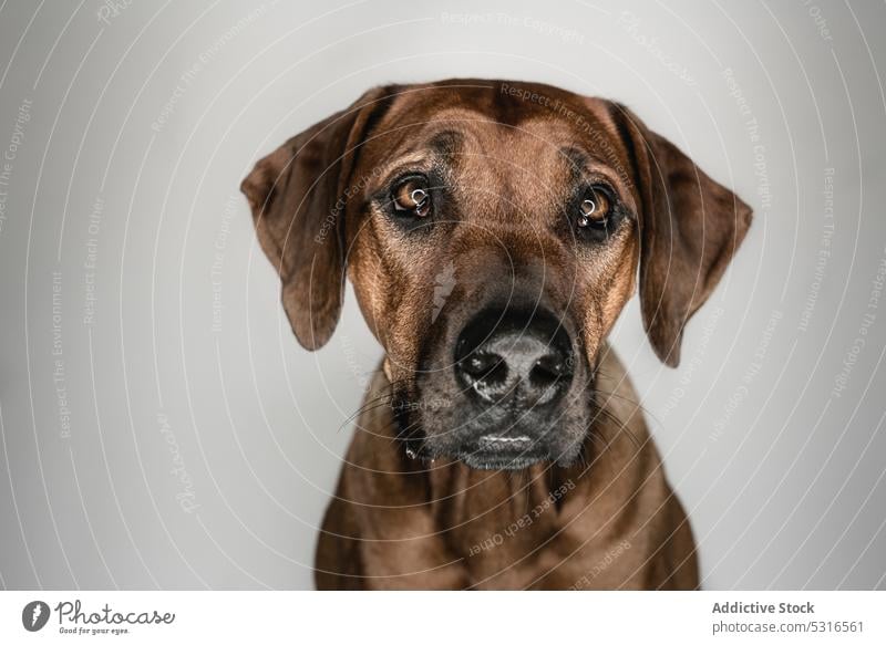 Purebred Ridgeback dog on white background rhodesian ridgeback breed purebred pet animal muzzle canine domestic pedigree calm serious brown loyal intelligent