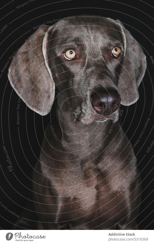 Funny Weimaraner dog on black background weimaraner breed purebred pet animal muzzle funny pedigree gundog stare canine domestic adorable loyal appearance