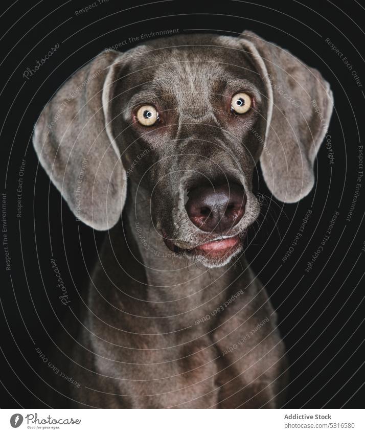 Funny Weimaraner dog on black background weimaraner breed purebred pet animal muzzle funny pedigree gundog stare canine domestic adorable loyal appearance