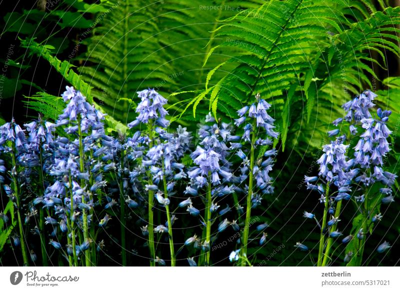 Fern and bell flowers blossom Blossom Twilight Relaxation awakening holidays spring Spring spring awakening Garden Hedge allotment Garden allotments bud