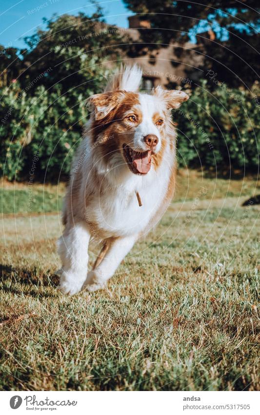 Running happy Australian Shepherd Dog fortunate Summer Green Meadow Grass Blue sky Beautiful weather Purebred dog herding dog Pet Animal Cute Colour photo