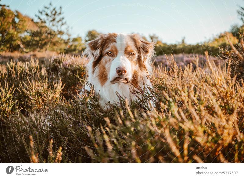 Animal portrait of Australian Shepherd on the heath Puppy Heathland young dog Dog blue eyes red merle Pet Colour photo Purebred dog Blue Looking Curiosity Cute