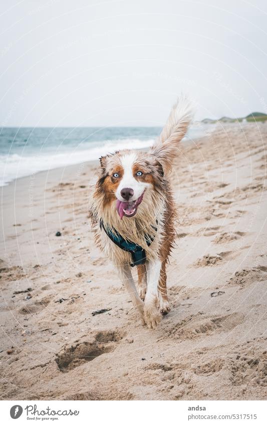 Wet dog running on beach Dog fortunate Running Beach Ocean Water Waves North Sea Australian Shepherd Watchdog herding dog family dog red merle blue eyes Animal