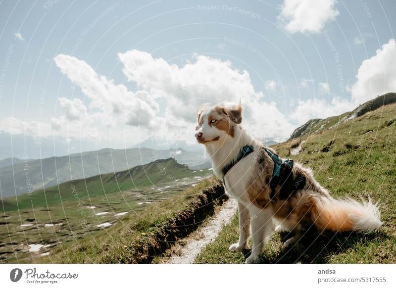 Animal portrait of Australian Shepherd in the mountains Dog blue eyes red merle Pet Colour photo Mountain Purebred dog Blue Looking Cute Observe Puppydog eyes