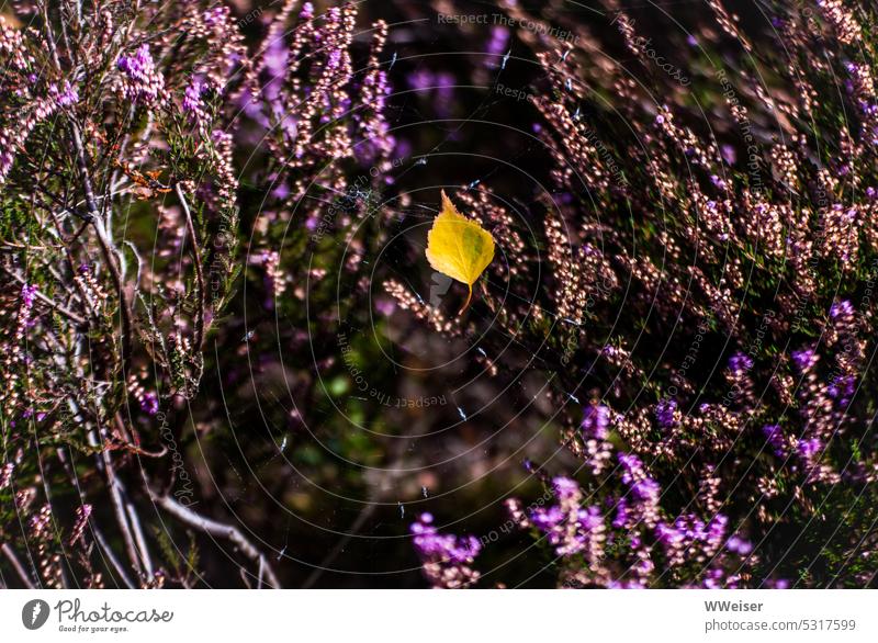 A yellow birch leaf hangs in the cobwebs in the heather Heathland Leaf Autumn Birch leaf Yellow Close-up Spider's web purple Plant Botany flora wax Nature