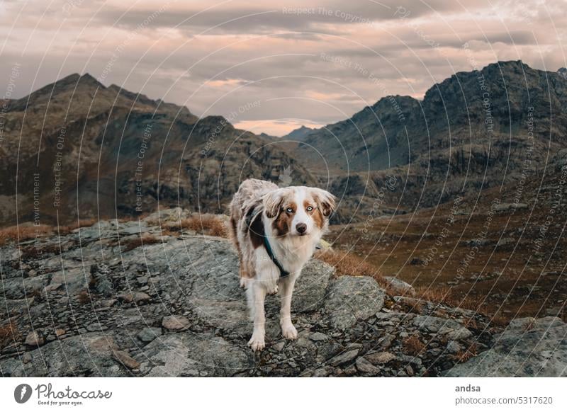 Animal portrait of Australian Shepherd in the mountains Dog Looking into the camera blue eyes red merle Pet Colour photo Mountain Purebred dog Blue Cute Observe