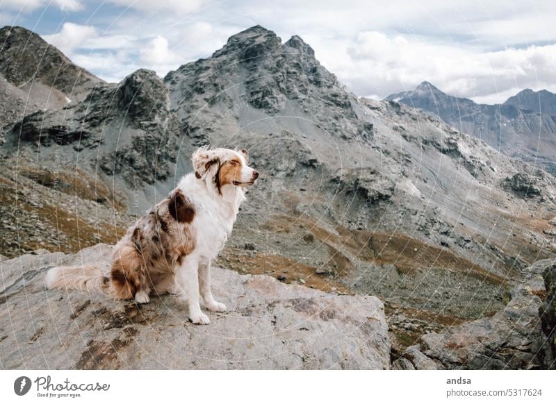 Animal portrait of Australian Shepherd in the mountains Dog blue eyes red merle Pet Colour photo Mountain Purebred dog Blue Looking Cute Observe Puppydog eyes