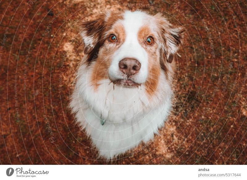 Australian Shepherd animal portrait Animal portrait Puppy young dog Dog blue eyes red merle Pet Colour photo Purebred dog Blue Looking Curiosity Cute Observe