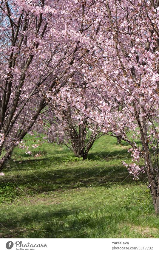 photo of flowering tree branches in the park cherry blossom tree blue sky blooming white flora botanical sakura nature leaf floral season plant blossoming