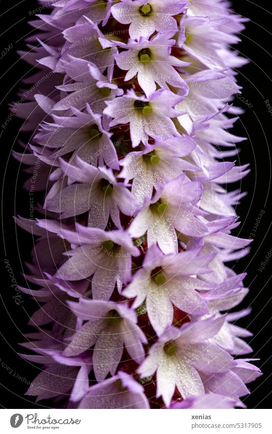 Macro shot: Many flowers of Primula vialii in a row against black background blossoms Plant Nature Garden Blossom Blossoming Close-up primula Primrose