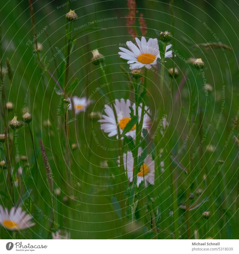 Wild meadow full of daisies wild meadow Marguerite marguerites daisy meadow Marguerite Blossom Spring Spring fever Spring flower Blossoming Meadow Full