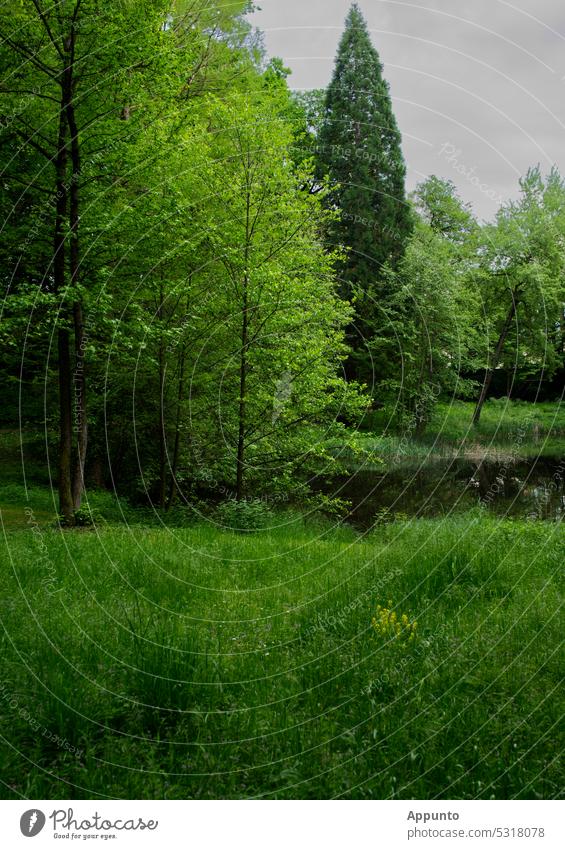 Everything so beautifully green here! (A lush green meadow in front of trees with different growth forms and shades of green on the bank of a small pond) Green