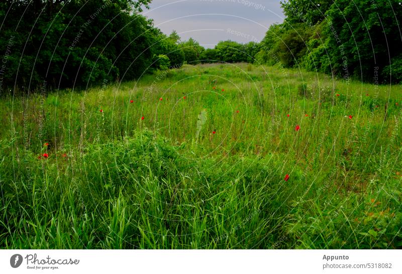 In a large wild green meadow, framed by tall bushes, the red flowering corn poppy grows everywhere Meadow Wild Large far Corn poppy poppy blossoms Spring Red