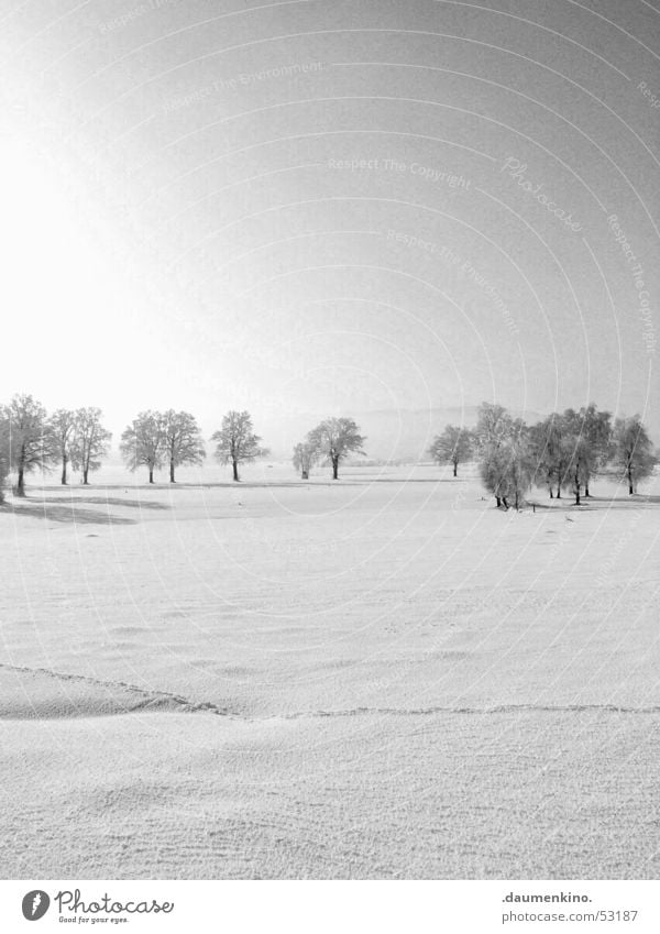 Circle of trees Tree Forest Cold Winter Human being White Black Seasons Calm Alliance Symbols and metaphors Light Sky Branch Snow Sun Old Fantasy literature