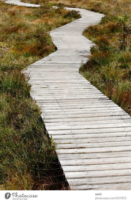 Run Boy Run Relaxation Vacation & Travel Trip Adventure Freedom Expedition Hiking Nature Autumn Plant Grass Meadow Bog Marsh Pedestrian Lanes & trails Woodway