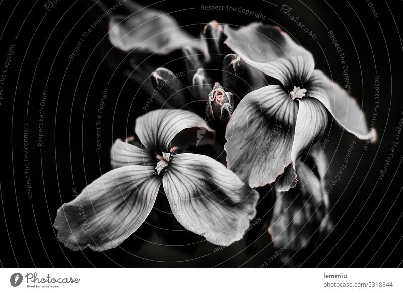 Flowers in black and white blossoms withered black-and-white exempt Close-up Nature Blossom Plant Garden Macro (Extreme close-up) Exterior shot Deserted Spring