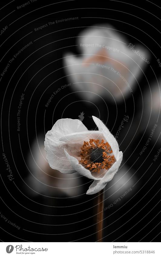 Blossom in spring Flower Plant Close-up Macro (Extreme close-up) Detail Colour photo Nature Spring Shallow depth of field Exterior shot Blossoming Deserted