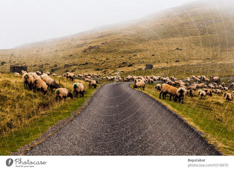 Flock of sheep grazing next to the path of the Camino de Santiago goats animal nature fog mist pasture road grass farming misty flock foggy herd rural field