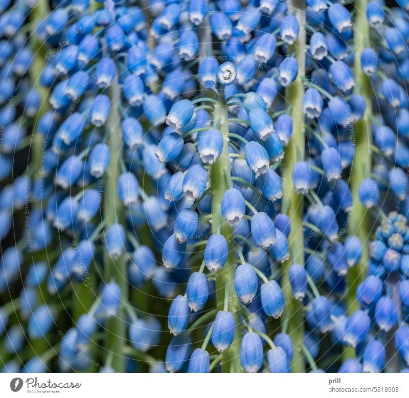 Grape hyacinth flower grape hyacinth muscari blossom blue detail closeup macro full frame raceme stalk plant botany flora spring time spherical bloom abloom