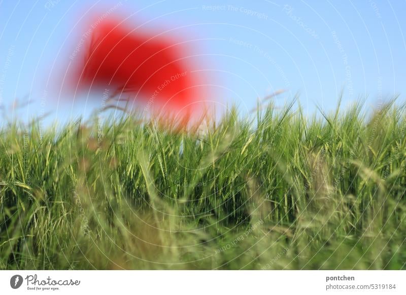 blurred poppy blossom in front of a wheat field poppy flower Wheatfield Field blurriness country love Spring Exterior shot Poppy Corn poppy Poppy blossom Red