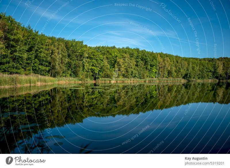 Donatus Lake in the Kottenforst Nature Reserve Kottenforst nature reserve Forest Landscape Brühl Reflection Long exposure Blue sky Common Reed bank Lakeside