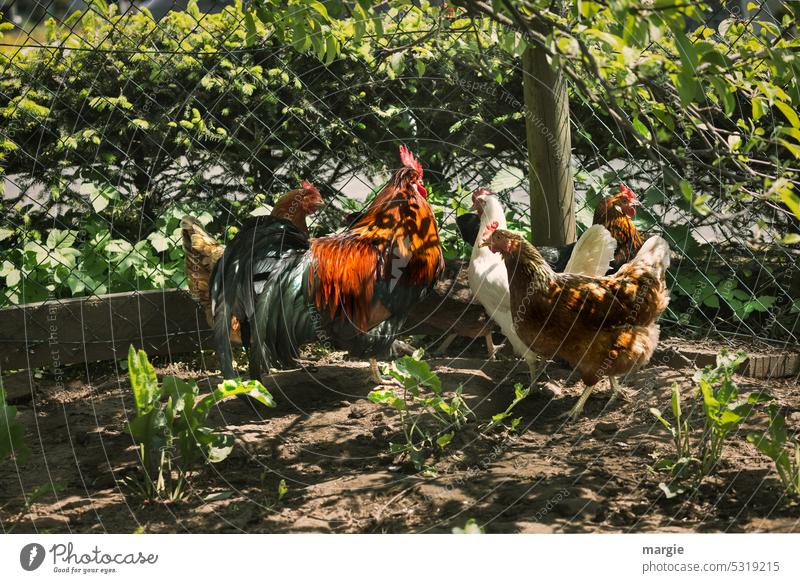 Rooster in the "basket"! 4 chickens, one rooster fowls Fence Agriculture Poultry Farm hühnerhof Earth Free-range rearing lay eggs Sunlight Shadow Farm animal