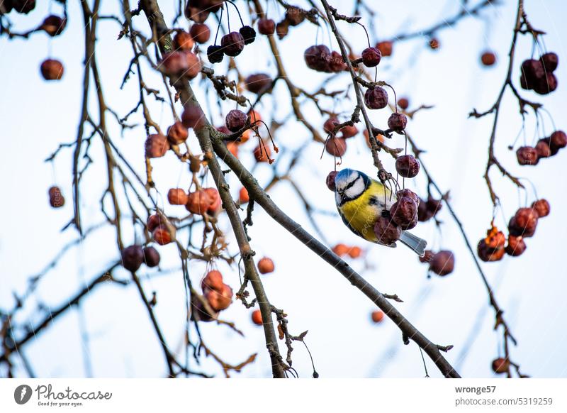 Blue tit in the bare branches of a tree Tit mouse Nature Wild animal Exterior shot Cyanistes caeruleus Colour photo Tree Branchage Animal Bird