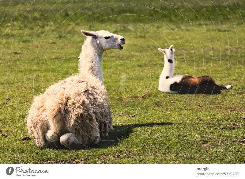 Alpacas Animal Animal portrait Wild animal Farm animal Willow tree Meadow Lie Nature Deserted Idyll Sit Pet Grass lamas Shadow Sunlight Exterior shot