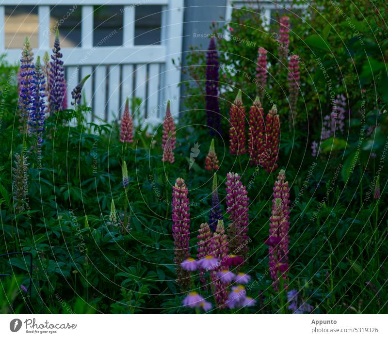 In the lupine garden Lupines lupinus Blossom Garden little garden colored Red purple White Wooden fence Garden fence Lupine Garden May Spring house garden