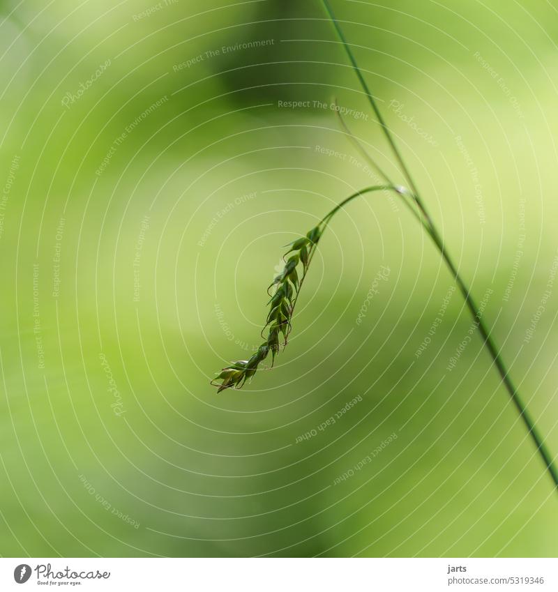 A lone blade of grass Lonely Grass on one's own Nature Green Plant Deserted naturally Detail Macro (Extreme close-up) Exterior shot Close-up Colour photo