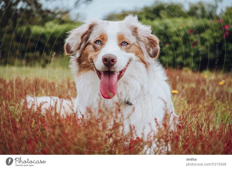 Animal portrait of Australian Shepherd in grass Dog Grass Summer blue eyes red merle Pet Exterior shot Colour photo Purebred dog Blue Looking Curiosity Cute