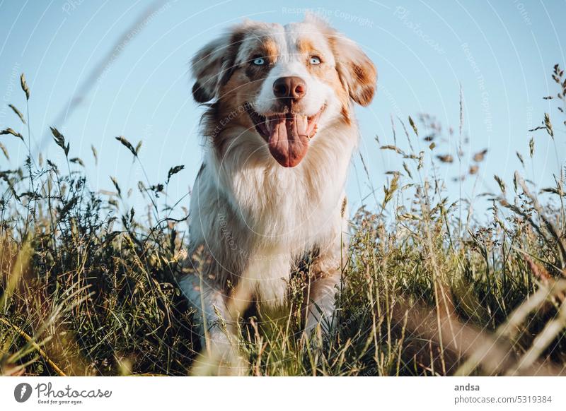 Animal portrait of Australian Shepherd in grass Dog Grass Summer blue eyes red merle Pet Exterior shot Colour photo Purebred dog Blue Looking Curiosity Cute