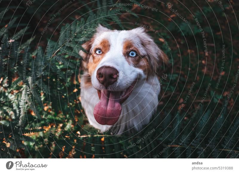 Animal portrait of Australian Shepherd in fern Dog Fern blue eyes red merle Pet Exterior shot Colour photo Purebred dog Blue Looking Curiosity Cute