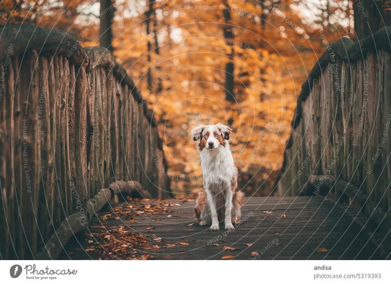 Animal portrait of Australian Shepherd in autumn Dog Autumn Wooden bridge Bridge blue eyes red merle Pet Exterior shot Colour photo Purebred dog Blue Looking