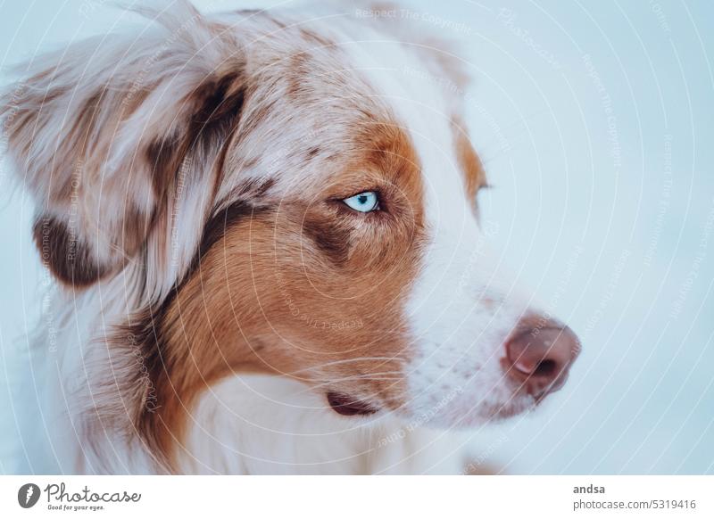 Australian Shepherd animal portrait Animal portrait Dog Winter Snow blue eyes red merle Pet Exterior shot Colour photo Purebred dog Blue Looking Curiosity Cute