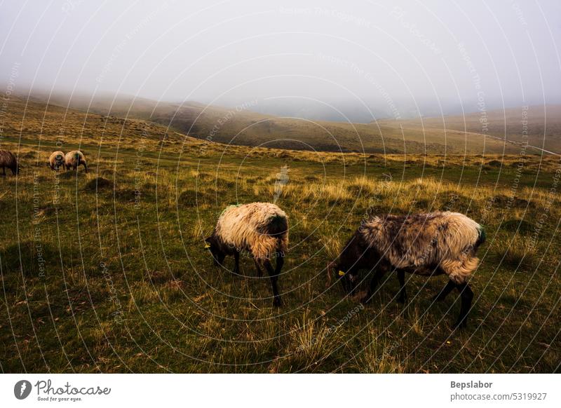 Goats gazing on Camino de Santiago goats sheep animal nature fog mist pasture grass grazing farming misty flock foggy herd morning rural white field