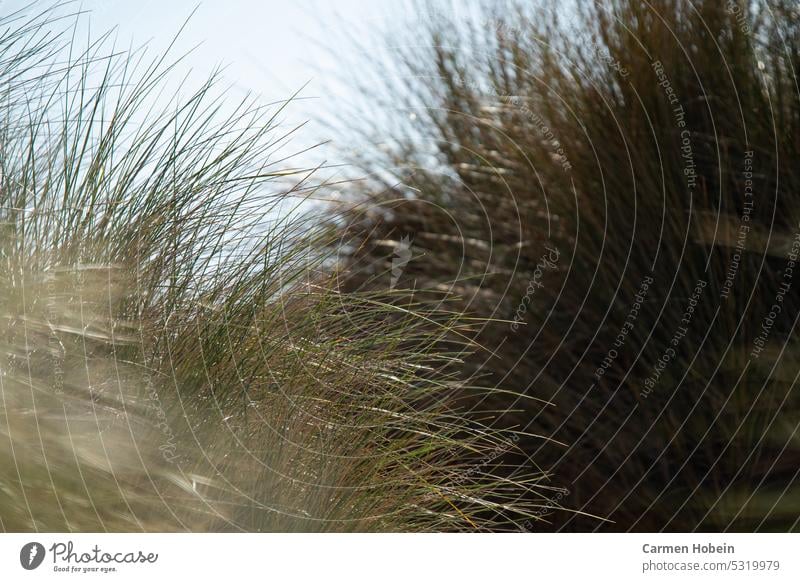 green grasses in sunshine Grass Summer Exterior shot Sun Green blurred blurriness Nature Light Close-up Colour photo pretty Sunlight Beautiful weather