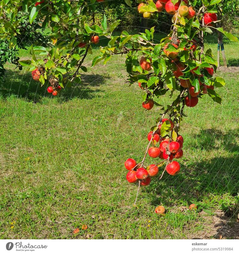 Apples on an apple tree apples Garden Apple tree Meadow nobody Green Red Deserted luscious Autumn Harvest thanksgiving abundance Fruit Tree Nature Exterior shot