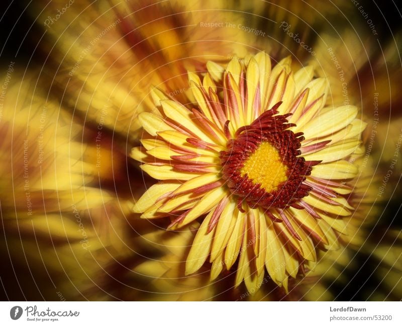 firecracker Blossom Abstract Comic Yellow Red Summer Flower Blur Blaze Flame