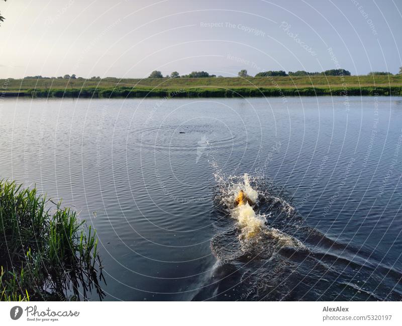 Blonde Labrador jumps into a lake to retrieve a stick - moment of immersion Dog Pet Love of animals water dog Body of water Lake Water Retrieve retract Animal