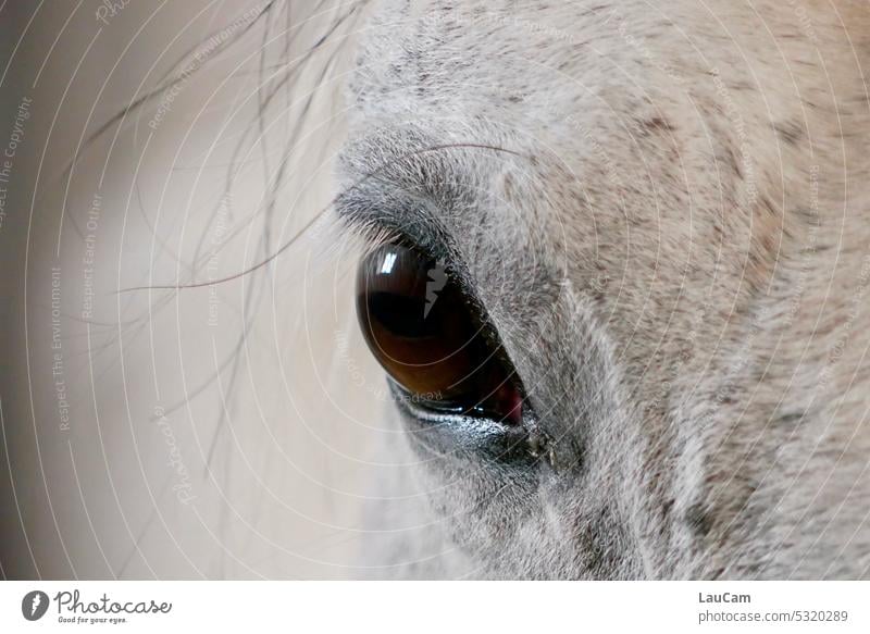 Watchful eye Eyes Horse Looking be alert vigilant gaze Brown eyes hair Pelt Gray (horse) clear view Animal Looking into the camera Animal portrait Detail