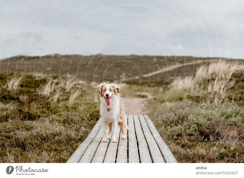 Dog in the dunes on a jetty Australian Shepherd duene Footbridge Summer Island vacation red merle fortunate Colour photo Animal Exterior shot Pet