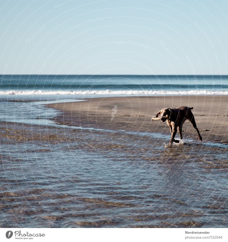 sandpiper Life Well-being Adventure Far-off places Freedom Summer Beach Ocean Sand Water Beautiful weather Island Animal Dog Swimming & Bathing Fresh Blue Brown