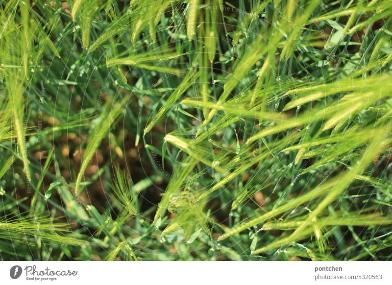 green wheat ears. grain field from close up Field Plant Grain Nutrition Growth Agriculture Cornfield Agricultural crop Ear of corn Wheatfield