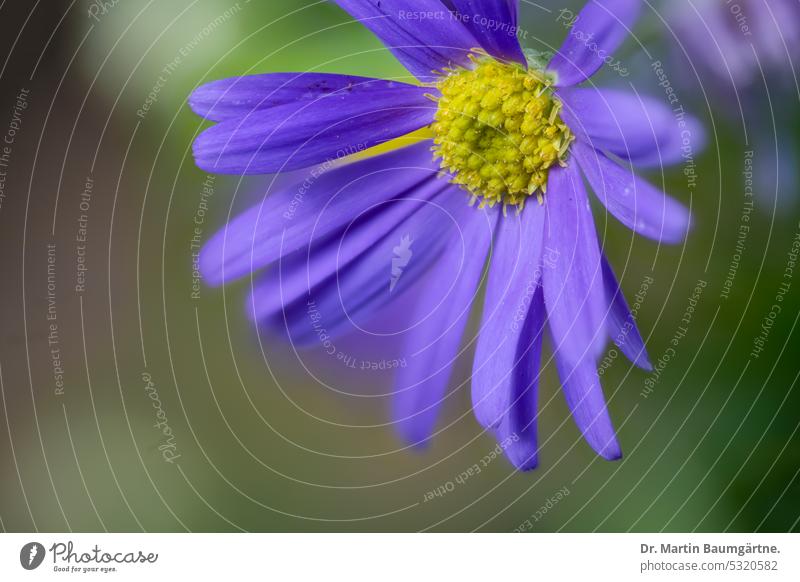 Blue daisy, Australian daisy, Brachyscome multifida, Asteraceae Blue daisies Australian daisies inflorescence perennial shrub ftosensitive from Australia